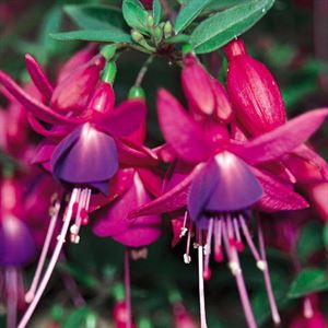 Afbeelding van Fuchsia P10.5 Hang Mix per laag Divers